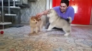 танец маленьких маламутов