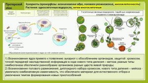 «Биология»  “Историческое развитие растительного мира”Методика проведения урока c использованием ДО