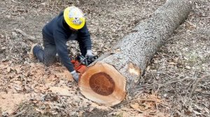 Stihl 500i Chainsaw SLAYER??