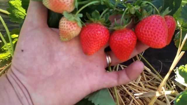 клубника сорт Априка.(наше мнение) смотреть онлайн