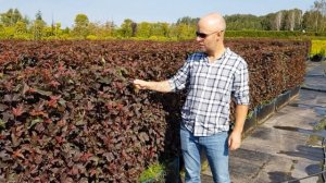 Блок живой изгороди из пузыреплодника калинолистного "Андреа"