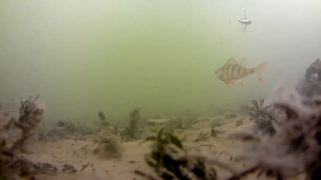 Испытания копии Lucky John mebaru в полевых условиях. Подводные съемки. смотреть онлайн