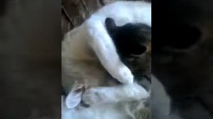 Гуляют сучки