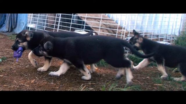 череповец 15 августа легендарный питомник легенда русь смотреть онлайн