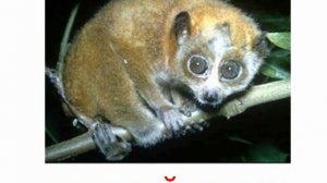 Животные приматы звук