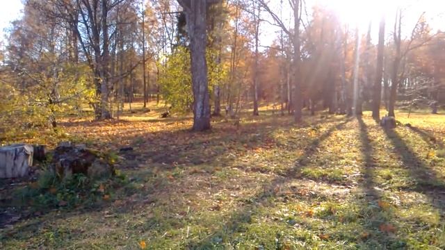 Gatchina Imperial Park, October | Гатчинский парк. Октябрь смотреть онлайн