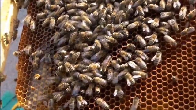 БОРЬБА С РОЕНИЕМ ПЧЕЛ В ЛЕЖАКАХ (ANTI-SWARMING BEES IN BEDS) смотреть онлайн