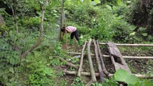 Forest Farm Life - Garden wild boar, overnight in the forest, Survival Instinct, Wilderness Alone