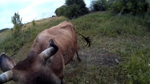 Джерсейские коровы. Меняю график выпаса