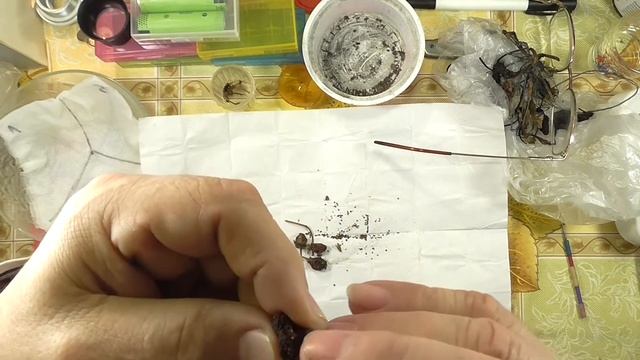 Эксперимент проращивания семян клубники. Маленькие хитрости
