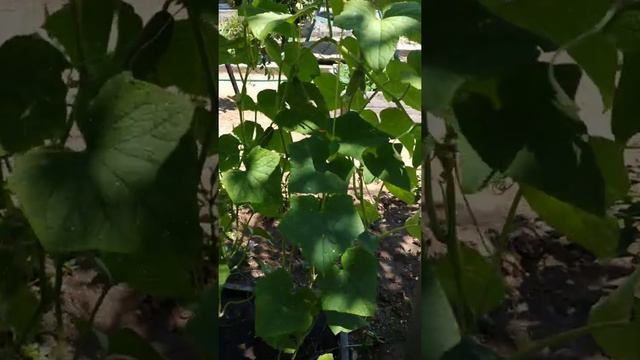 Наша дача и 6 соток🌳 смотреть онлайн