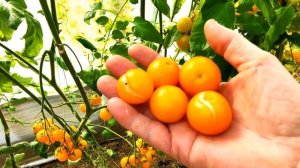 ??ТОМАТ КРАСКИ. ВКУСНЫЙ, УРОЖАЙНЫЙ, УСТОЙЧИВЫЙ. ОБЗОР ГИБРИДА