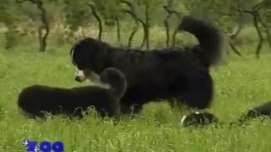 БЕРНСКИЙ ЗЕННЕНХУНД,БОЛЬШОЙ ШВЕЙЦАРСКИЙ ЗЕННЕНХУНД,АППЕНЦЕЛЛЕР-ЗЕННЕНХУН,ЭНТЛЕБУХЕР-ЗЕННЕНХУНД