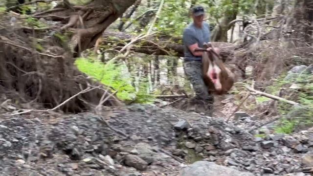 Охота на оленя в Новой Зеландии смотреть онлайн