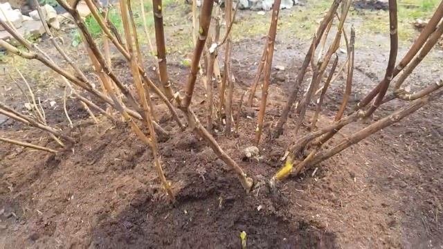 Крупнолистная гортензия - как перезимовала?