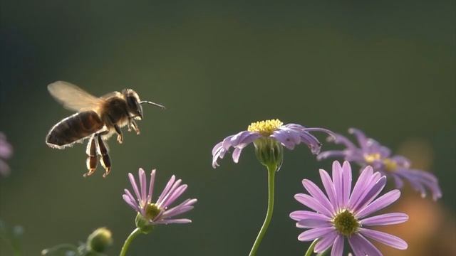 Вивальди и Паганини. Божественная скрипка смотреть онлайн