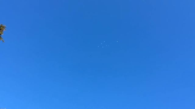 Пермские и свердловские голуби октябрь 15г смотреть онлайн