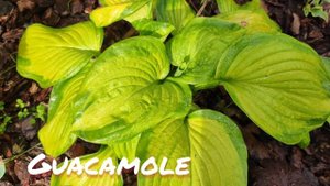 Хоста сорт Guacamole в июне