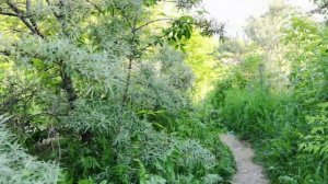 тест камеры Honor 30