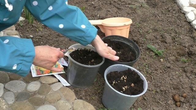Хитрый способ  посадки однолетних цветов