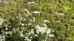 Работа по даче - Сажаем будущий урожай