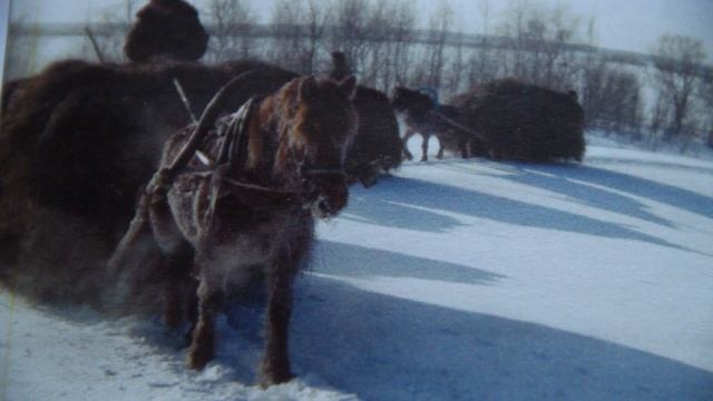 Мезенская порода смотреть онлайн