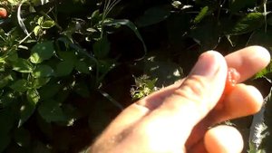 Сравнение малины Дельнива и Энросадира часть1