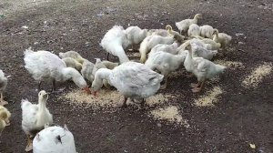 Гусята мамутики едят цельное зерно