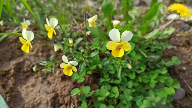 Фиалка полевая Анютины глазки