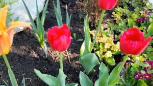 #tulip #тюльпан / 2023г. Красная клумба. Тюльпан( лат. tulip) Кристал Бьюти бахромчатый. Видео 3