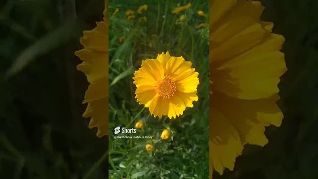 Кореопсис #цветы #flowers #garden #nature