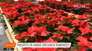 Pregătiţi să vândă crăciuniţe româneşti