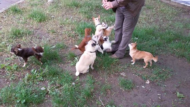 Питомник ,, NevGAmoVni hvostyky,, мопс, чихуахуа смотреть онлайн