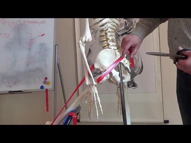 Семинар остеопатия МИОФАСЦИАЛЬНЫЕ ЦЕПИ МФЦ_16 смотреть онлайн