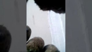 герметизация панельных швов акриловым герметиком под кисточку