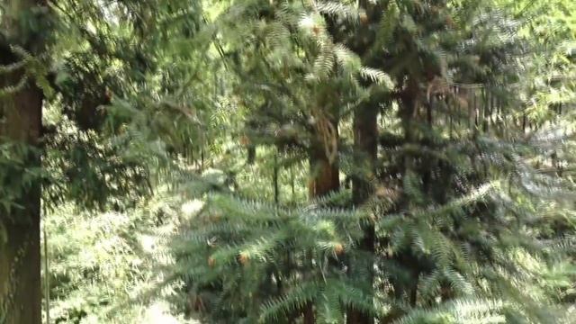 Picking tea| Собираем и пьем зеленый чай в горах Китая:)| NYU Trip & Life смотреть онлайн