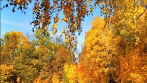 Чувство собственного достоинства!