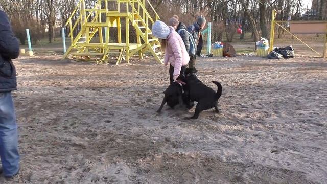 Шикарный чёрный Лабрадор Морис и его подруга Альма. смотреть онлайн