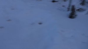 Отличная зимняя рыбалка на глаз окуня