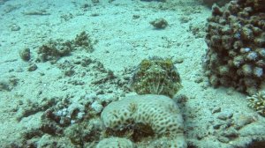 #sepia #кальмар Часть 1 знакомство.