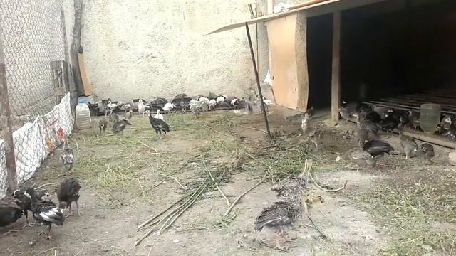 Индюшата и цесарки вместе летают от счастье)) смотреть онлайн