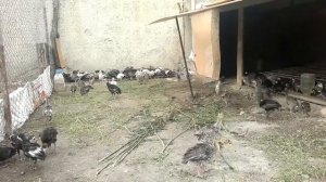 Индюшата и цесарки вместе летают от счастье))