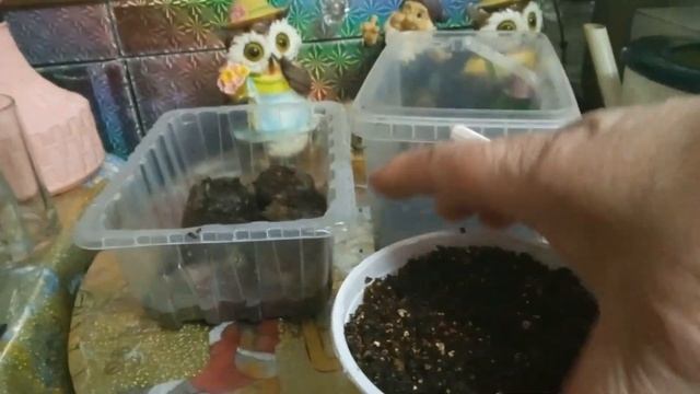 начинаем посевы петунья,дихондра и гвоздика шабо смотреть онлайн