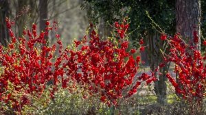 21 САМЫЙ КРАСИВЫЙ розовый кустарник для ленивого сада.