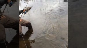 Рыбалка на Кольском полуострове. Ловля щуки. Pike fishing. Щука на лайт. Жор щуки. Июнь 2018г