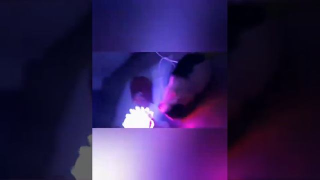 обалденный клип про морских свинок смотреть онлайн