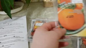 Коренастые, толстоногие в рассаде томаты - мои наблюдения + КЛАССИФИКАЦИЯ