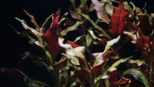 Alternanthera reineckii Splendida - Plevuňka Splendida - Akvarijní rostliny | SURPAN.cz смотреть онлайн