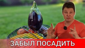 забыл посадить баклажаны или как ускорить прорастание семян баклажан