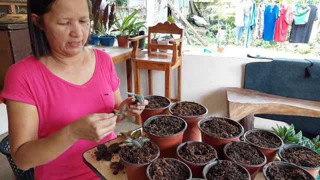 How to Propagate Episcia Plants (+ quick collection tour) смотреть онлайн